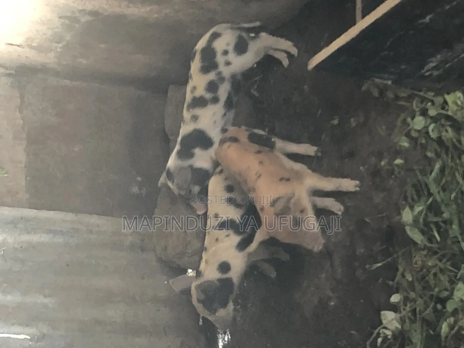 Watoto Wa Nguruwe Wa Kisasa Wa Mbegu Wapo Hapa