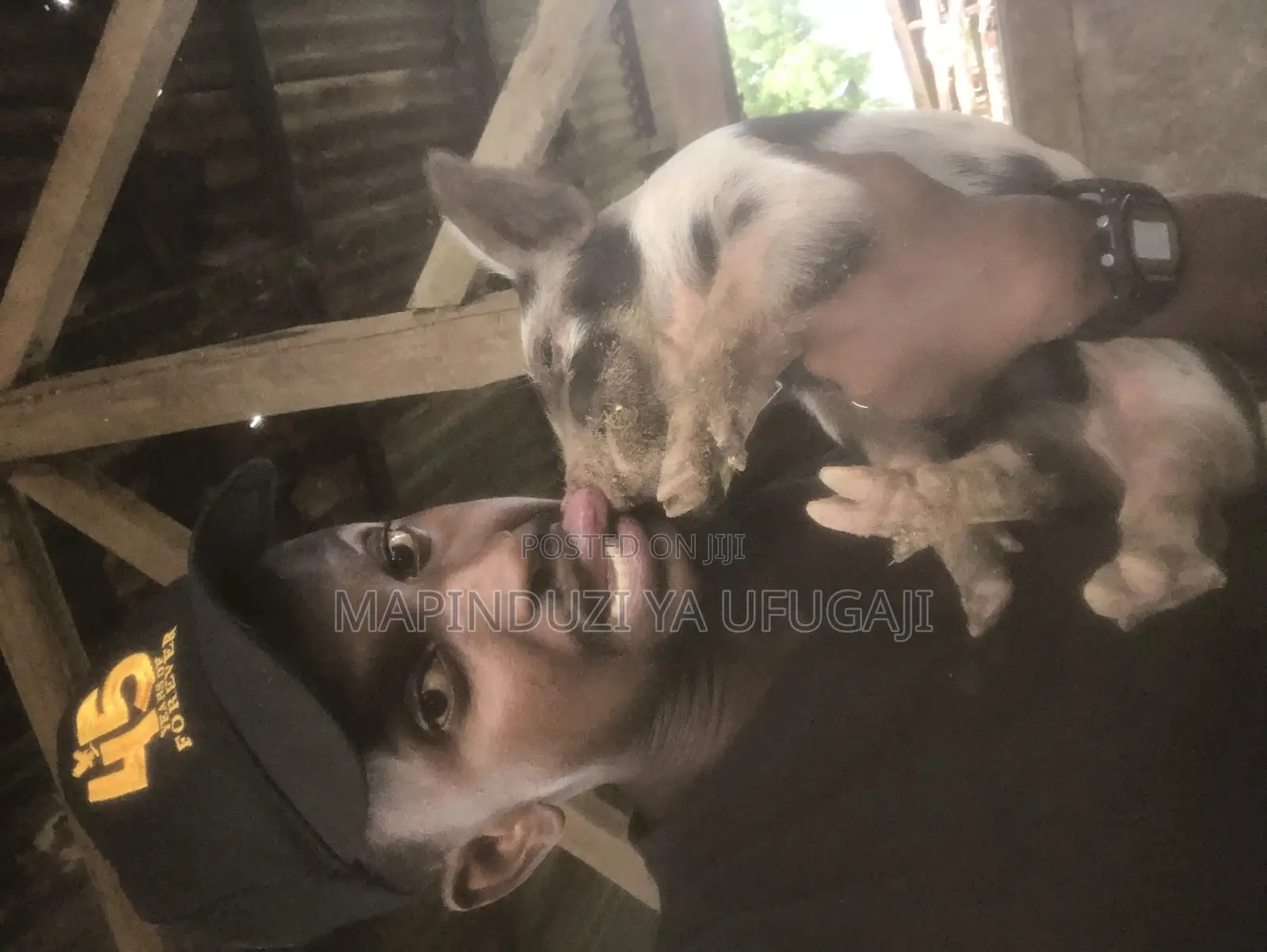 Watoto Wa Nguruwe Wa Kisasa Wa Mbegu Wapo Hapa
