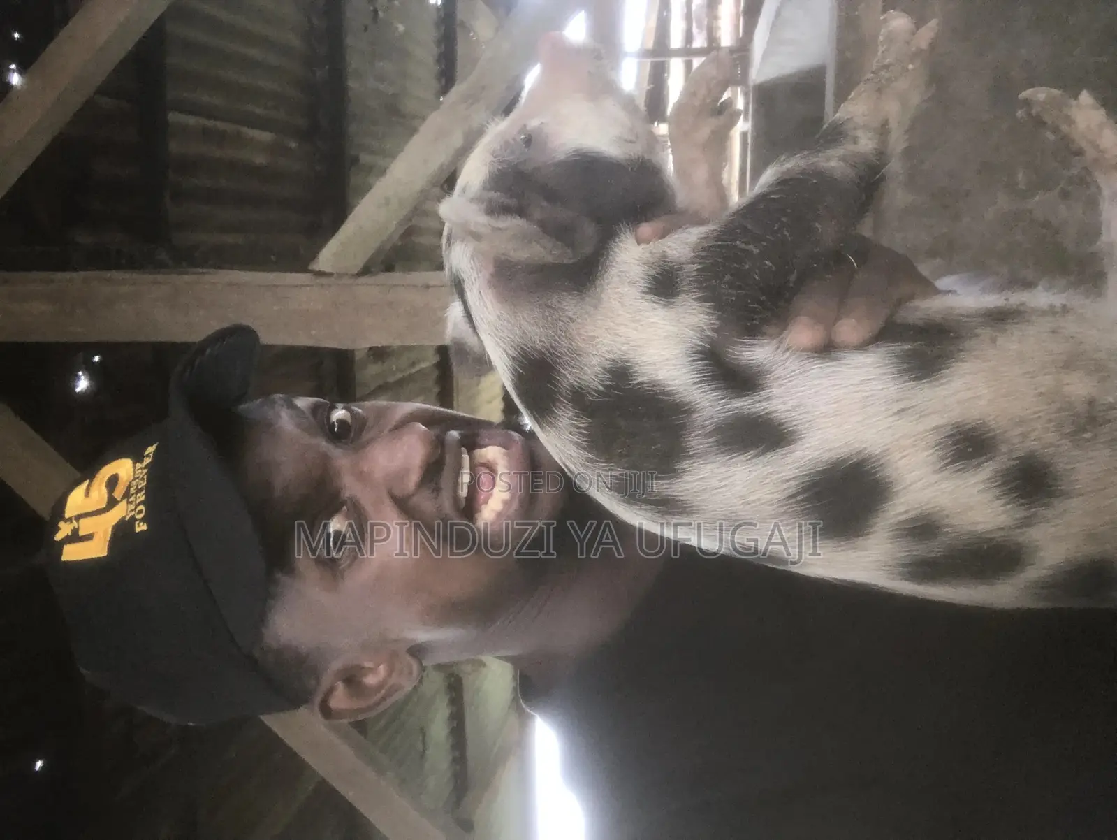 Watoto Wa Nguruwe Wa Kisasa Wa Mbegu Wapo Hapa
