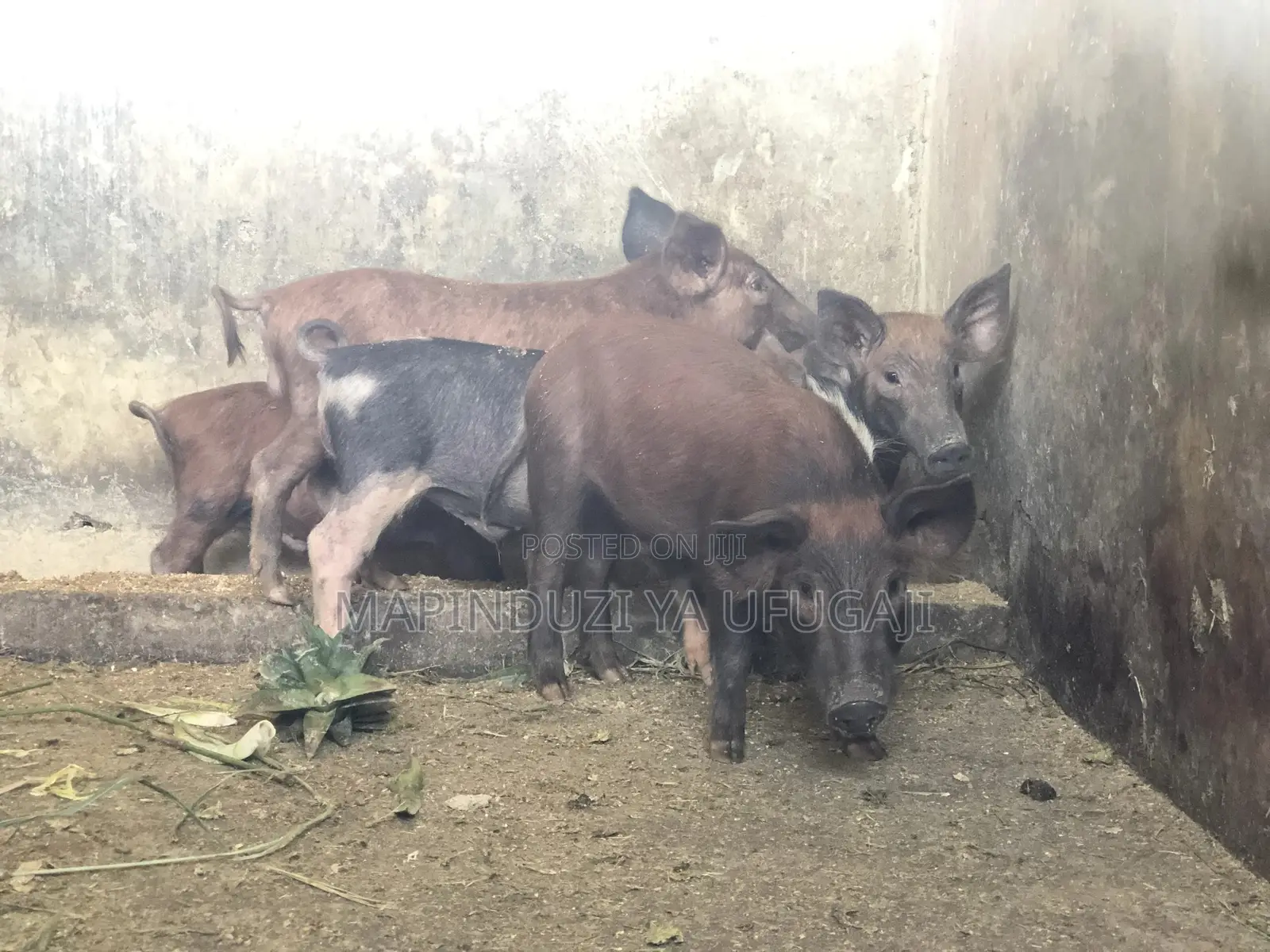 Watoto Wa Nguruwe Wa Kisasa Wa Mbegu Wapo Hapa