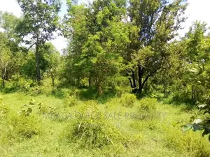 Farm for Sale at Bagamoyo Mkange Village 650 Acres 160m