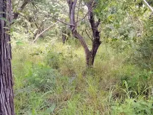 Farm for Sale at Bagamoyo Mkange Village 650 Acres 160m