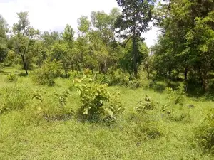 Farm for Sale at Bagamoyo Mkange Village 650 Acres 160m