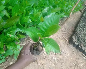 Miche Ya Korosho Za Kisasa