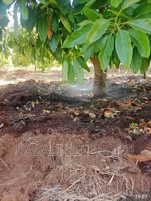 Hekari 200 Sale Njobe Iringa Bilioni4