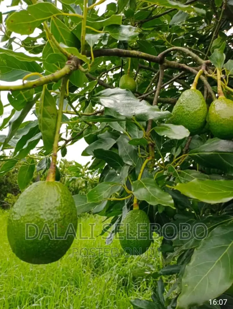 Hekari 200 Sale Njobe Iringa Bilioni4