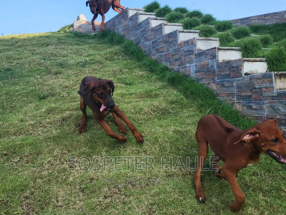 3-6 months Female Purebred Rhodesian Ridgeback