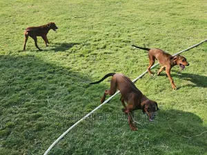 3-6 months Female Purebred Rhodesian Ridgeback