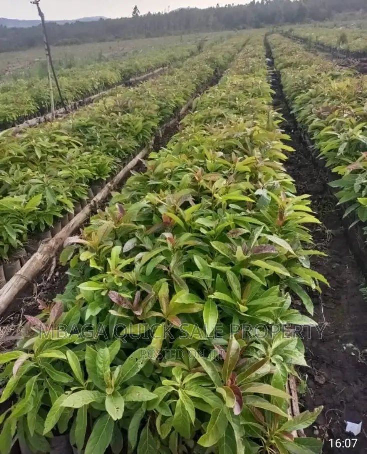 Avocado Farm for Sale at Njombe
