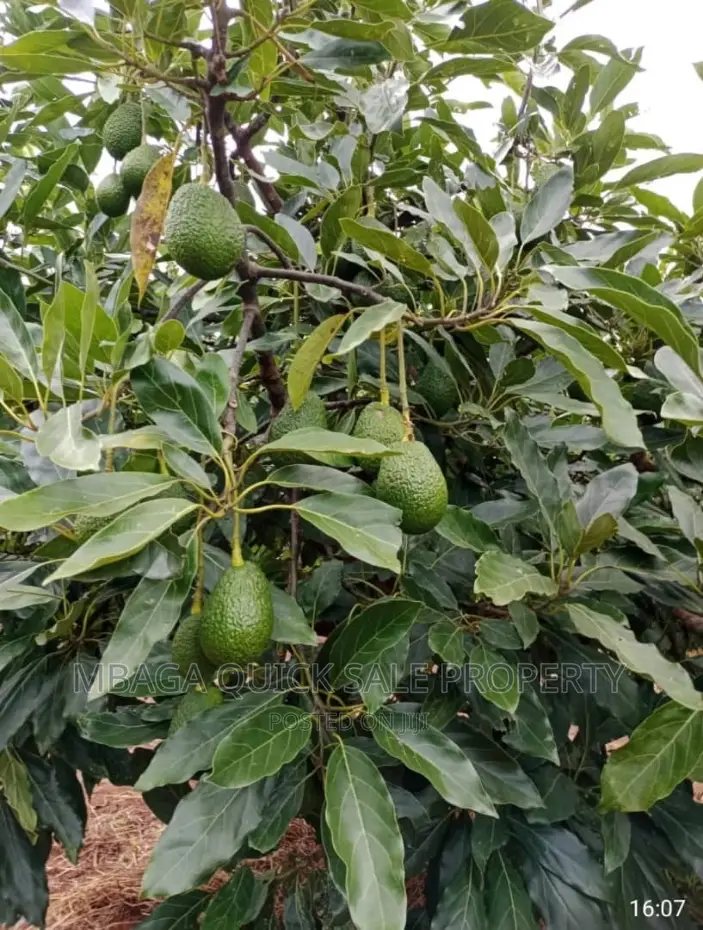 Avocado Farm for Sale at Njombe