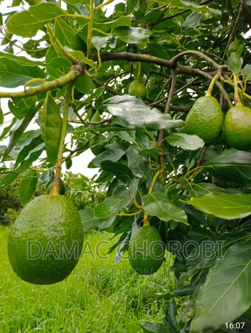 Farm for Sale Loction Njombe