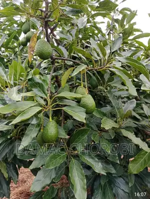 Farm for Sale Loction Njombe