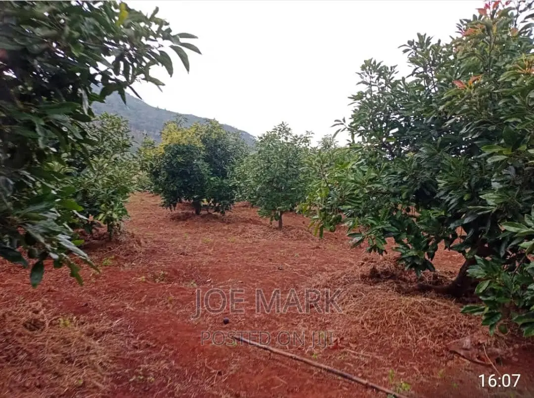 Shamba La Parachichi Linauzwa Njombe