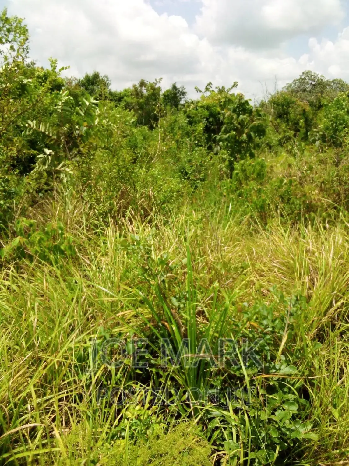 Shamba Linauzwa Mzenga Kisarawe