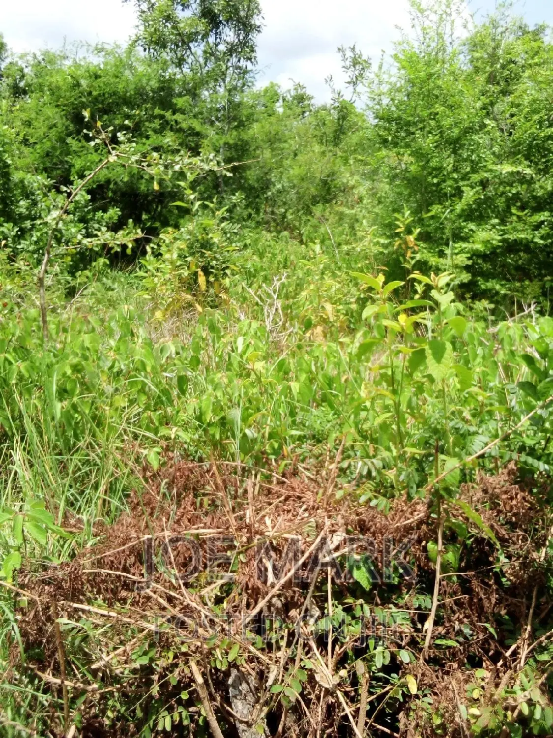 Shamba Linauzwa Mzenga Kisarawe