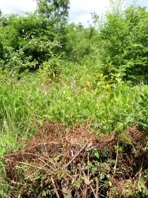 Shamba Linauzwa Mzenga Kisarawe