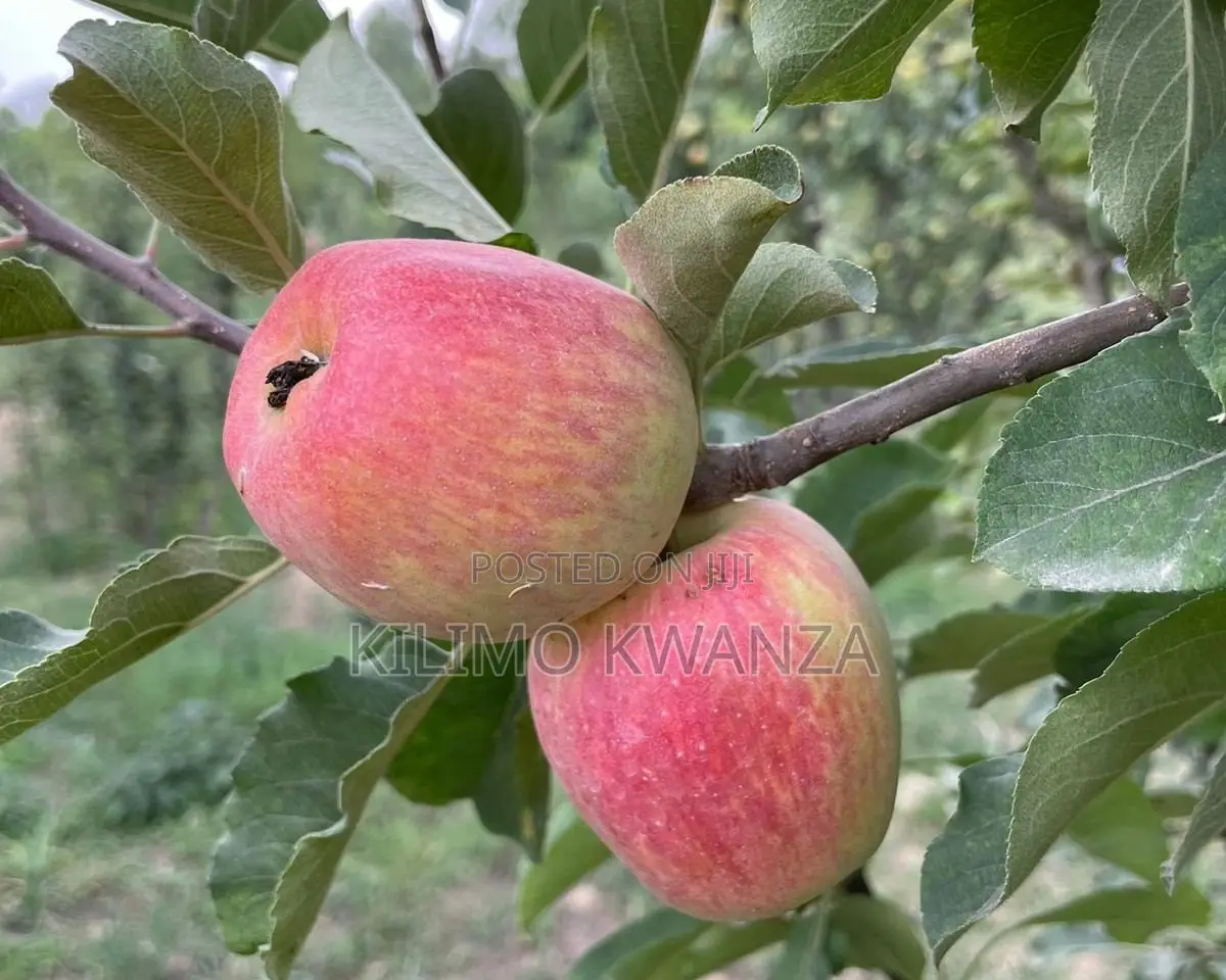 Miche Ya Apple