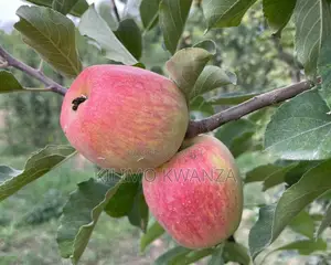 Miche Ya Apple