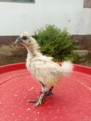 Silkie Wa Wiki Tatu