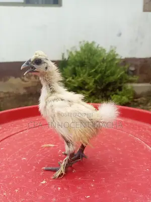 Silkie Wa Wiki Tatu