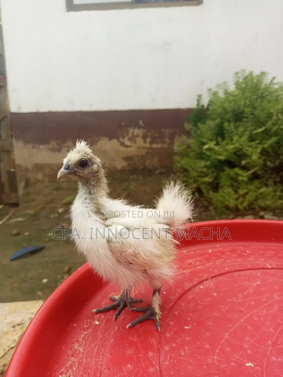 Silkie Wa Wiki Tatu