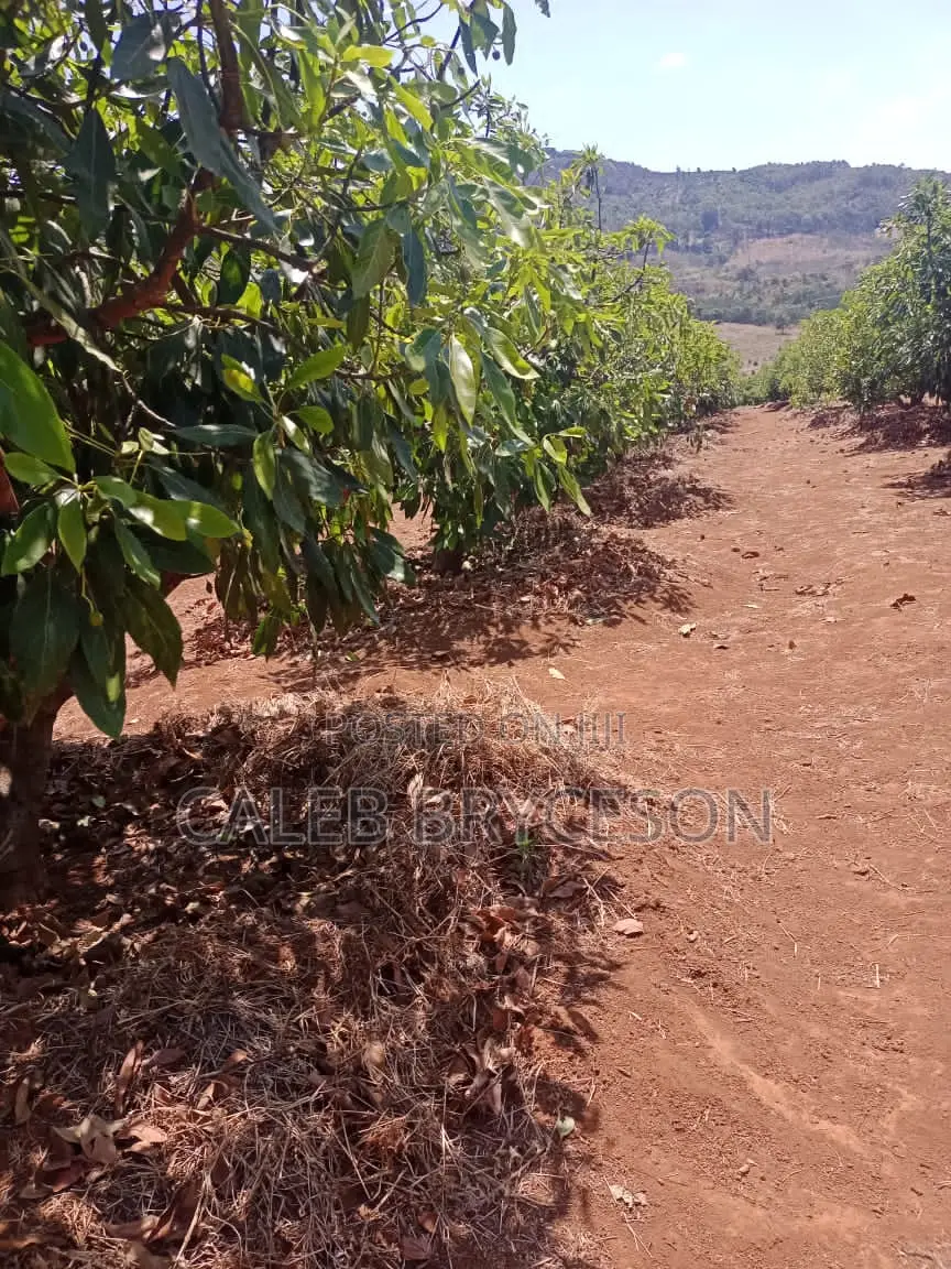Shamba LA Parachichi Na Bwawa