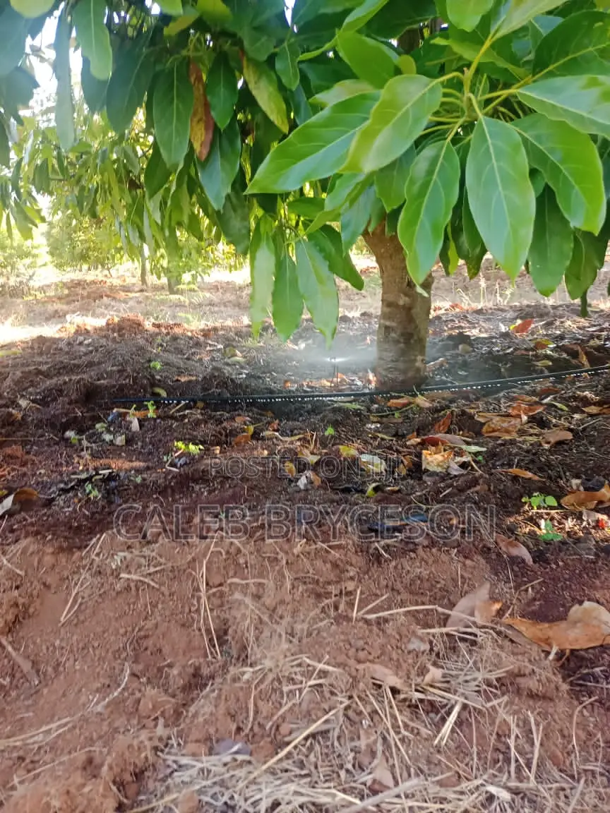 Shamba LA Parachichi Na Bwawa
