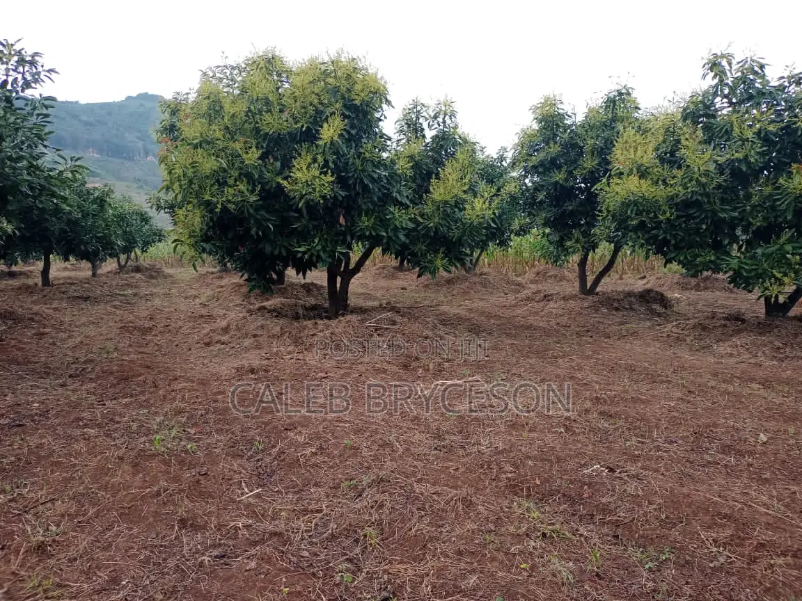 Shamba LA Parachichi Na Bwawa
