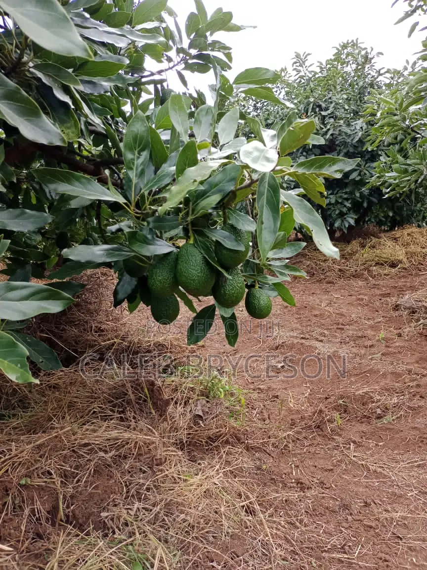 Shamba LA Parachichi Na Bwawa