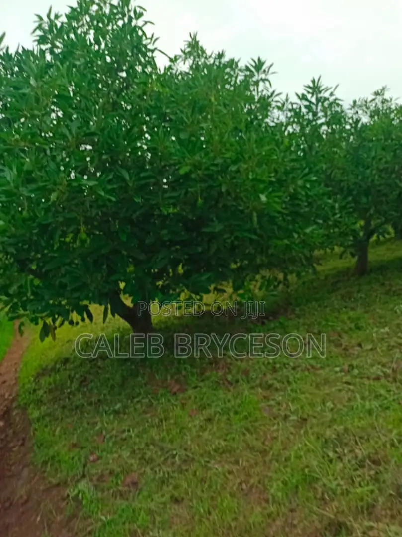 Shamba LA Parachichi Na Bwawa