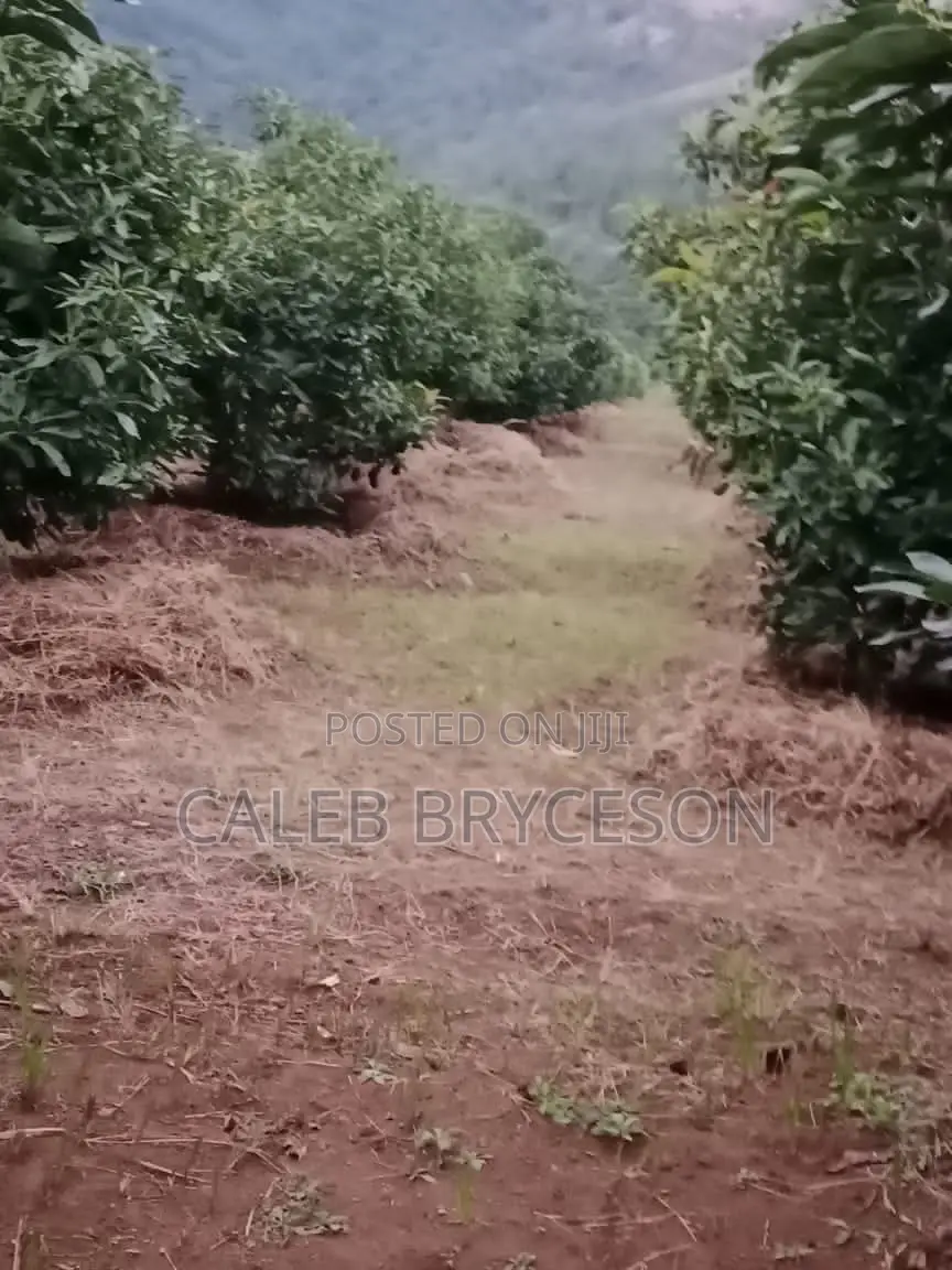 Shamba LA Parachichi Na Bwawa