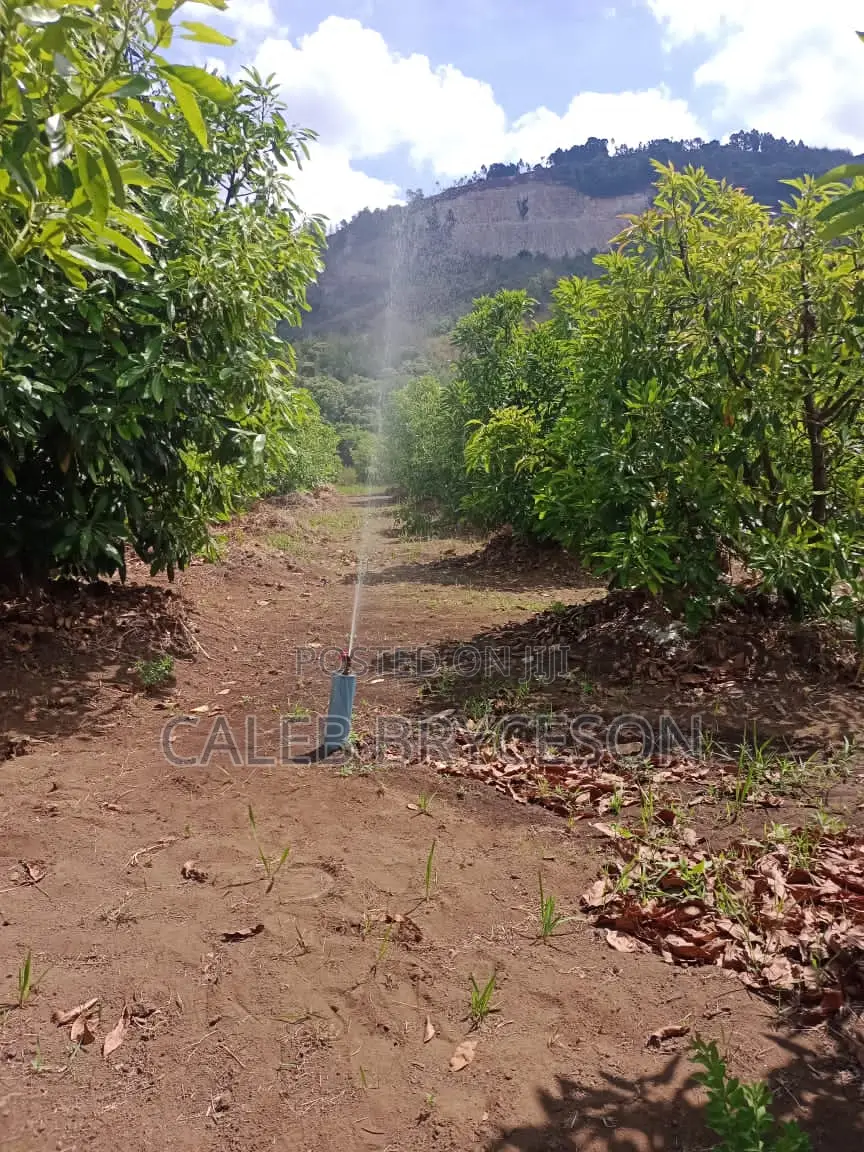 Shamba LA Parachichi Na Bwawa