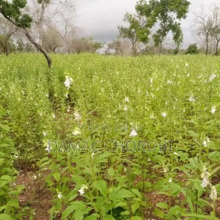 Shamba Bora Linauzwa Mihono Chalinze Pwani