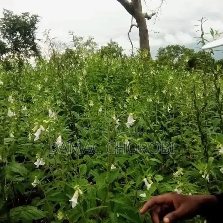 Shamba Bora Linauzwa Mihono Chalinze Pwani