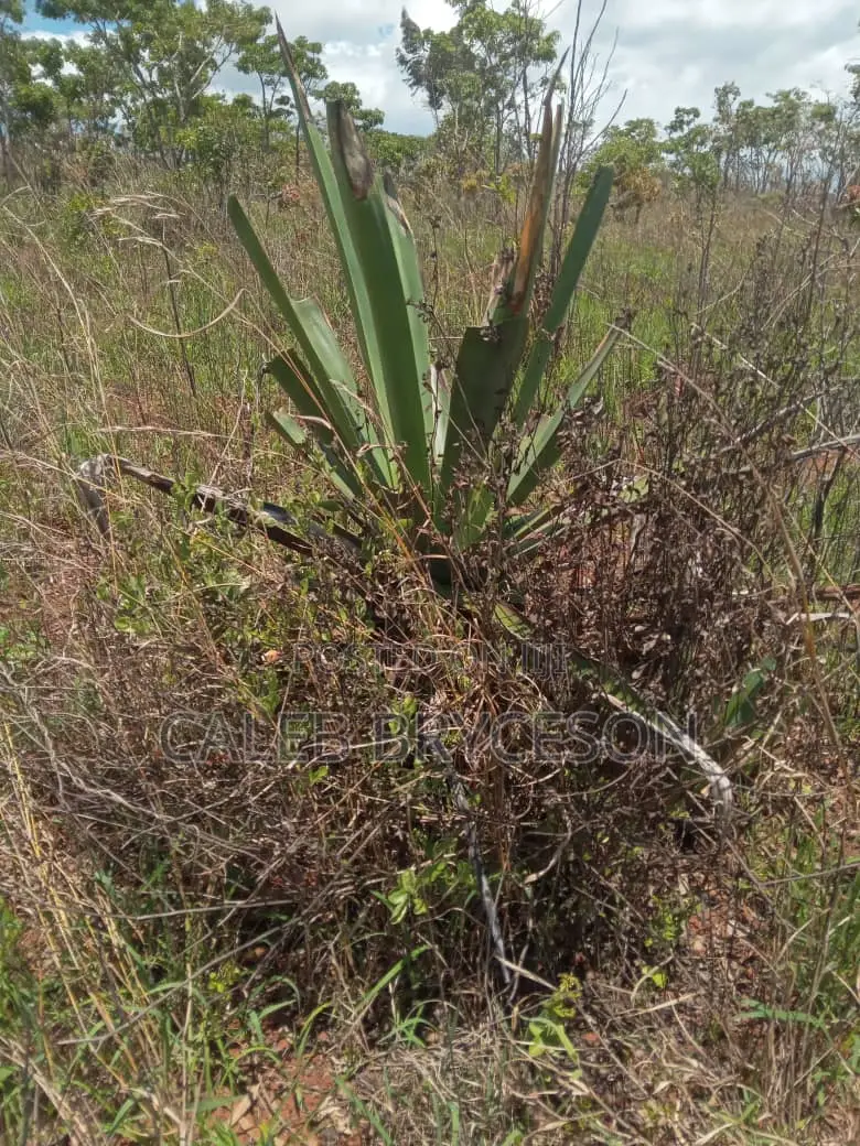 Shamba Linauzwa Kilolo