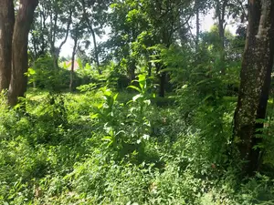 7000 Square Meters Of Land In Sakina-arusha