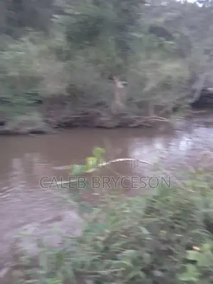 Shamba Ekari 500, Kilolo