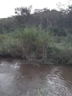 Shamba Ekari 500, Kilolo