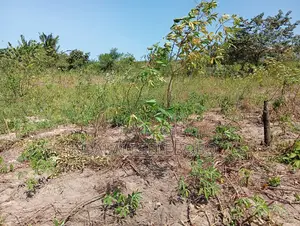 4bedrooms Na Plot at Visiga Madafu