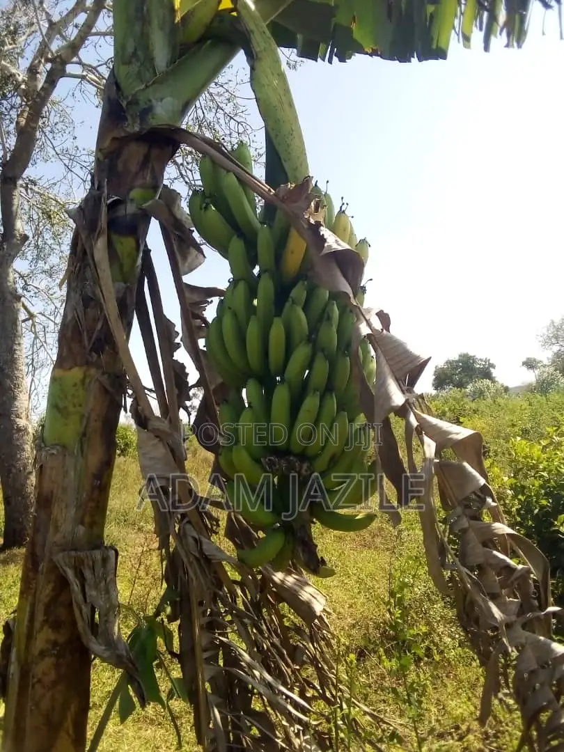 Shamba LA Ekari 50 Linauzwa Mbwewe Bagamoyo Chalinze