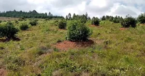 Shamba Linauzwa Kifanya Njombe