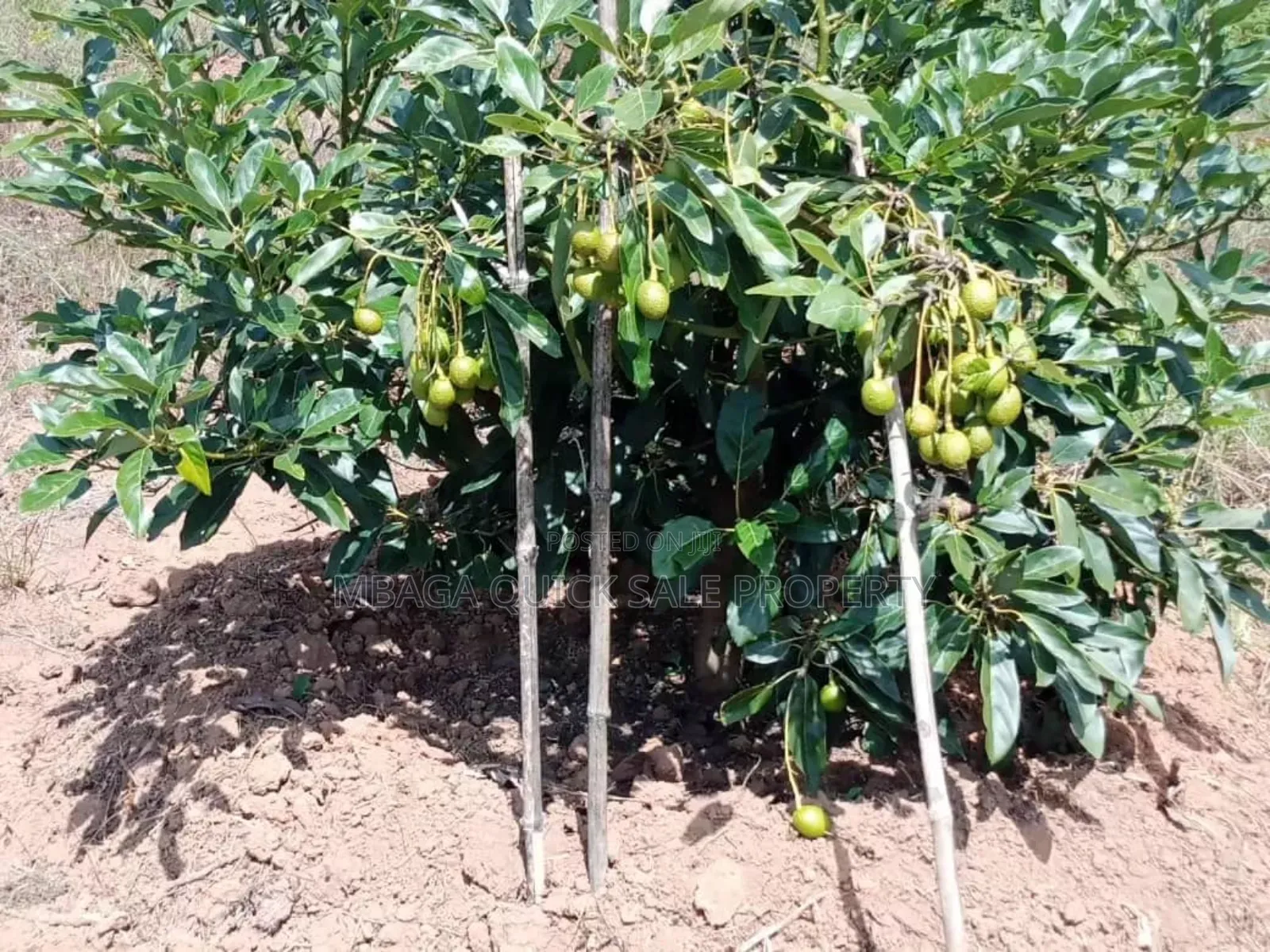 Shamba Linauzwa Kifanya Njombe