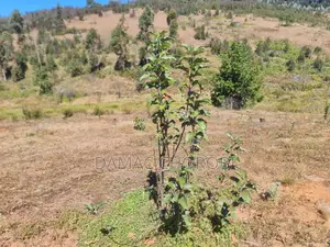 Photo - Acre 26 Zinauzwa Iringa Njombe