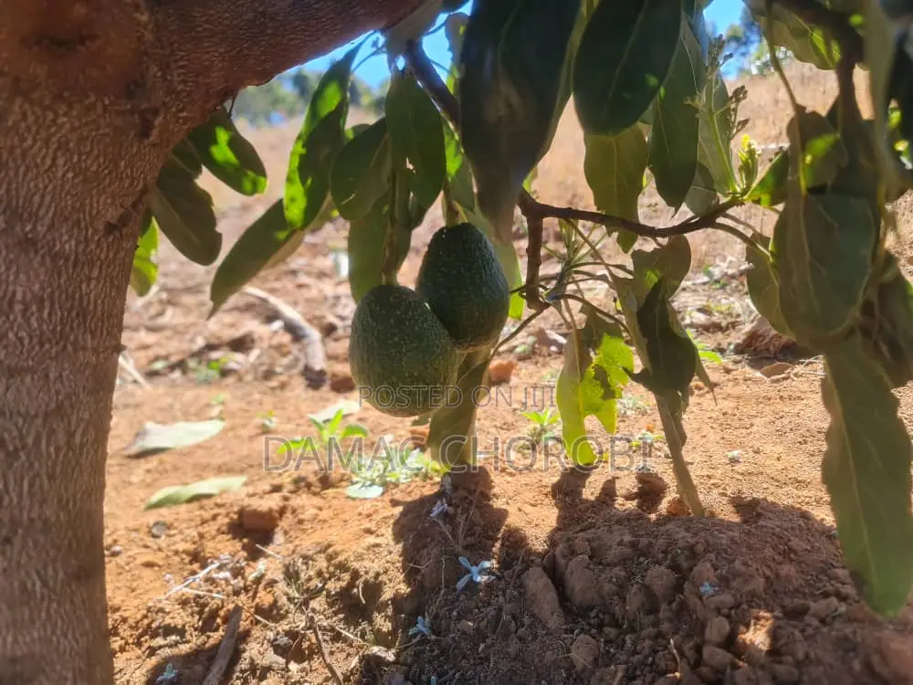 Acre 26 Zinauzwa Iringa Njombe