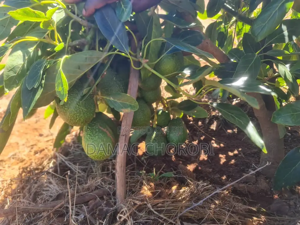 Acre 26 Zinauzwa Iringa Njombe