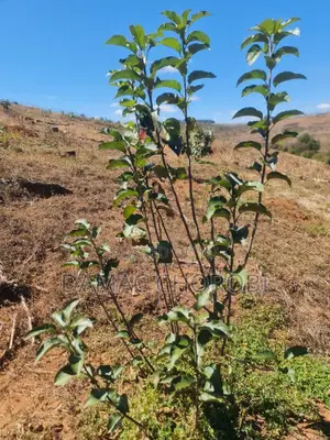 Acre 26 Zinauzwa Iringa Njombe