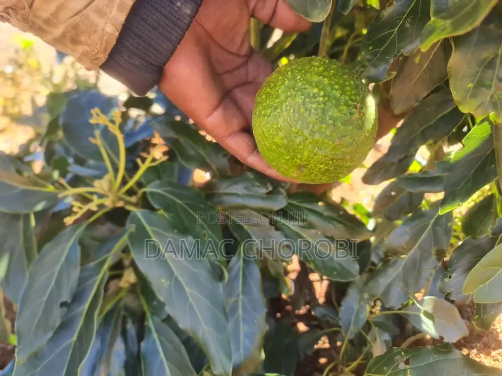 Acre 26 Zinauzwa Iringa Njombe