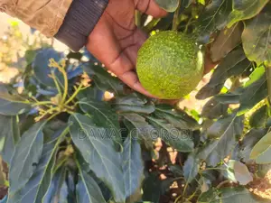 Acre 26 Zinauzwa Iringa Njombe