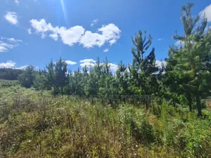 Farm for Sale at Njombe