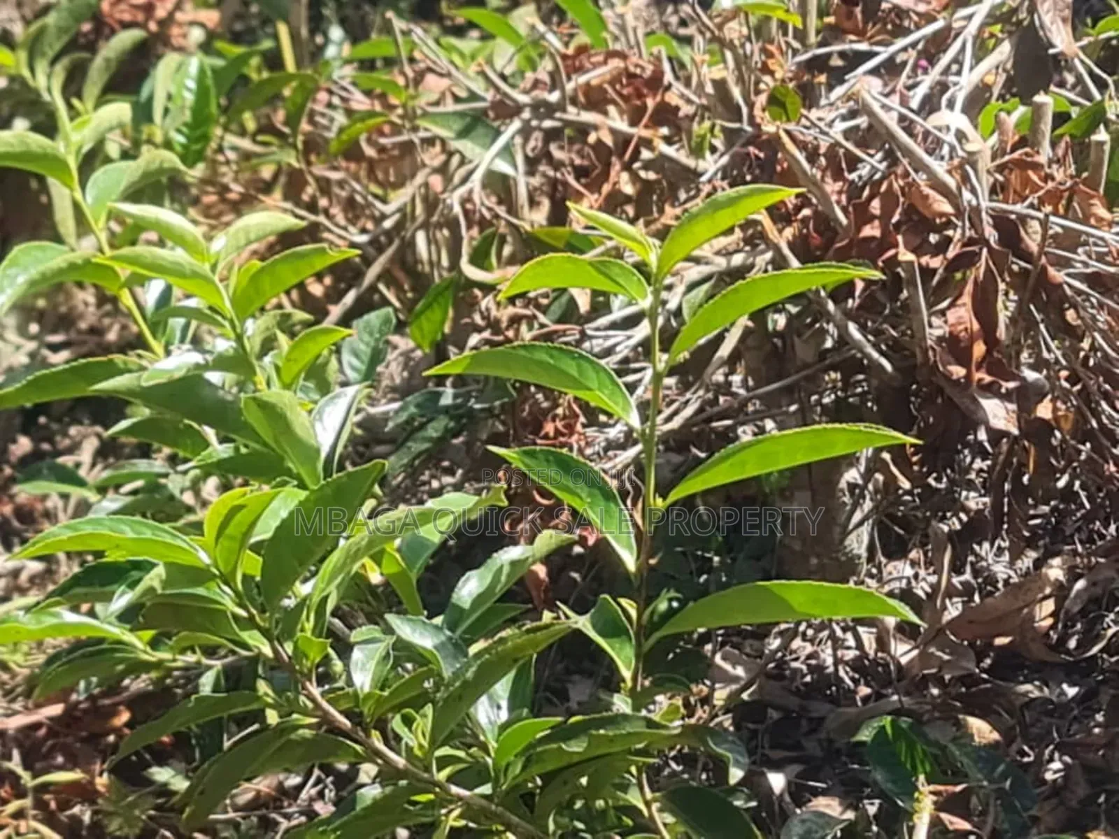 Farm for Sale at Njombe
